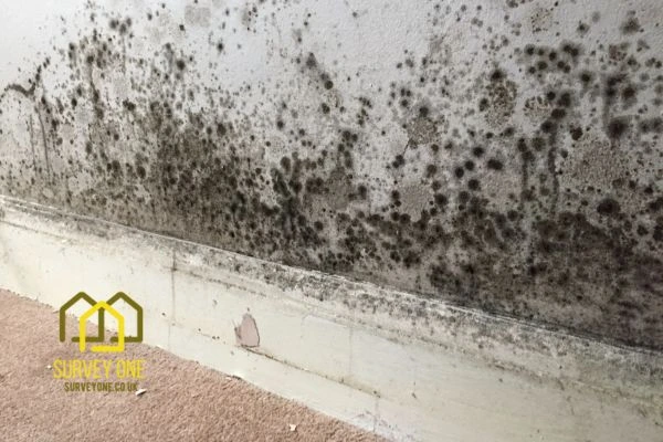What’s the First Step to Take When You Notice Damp on a Party Wall Hitchin?